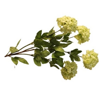 Viburnum grøn sneboldbusk